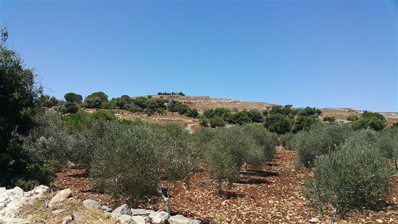  yaroun  yarounday  nature  olivetree  lebanoninapicture  lebanon ...