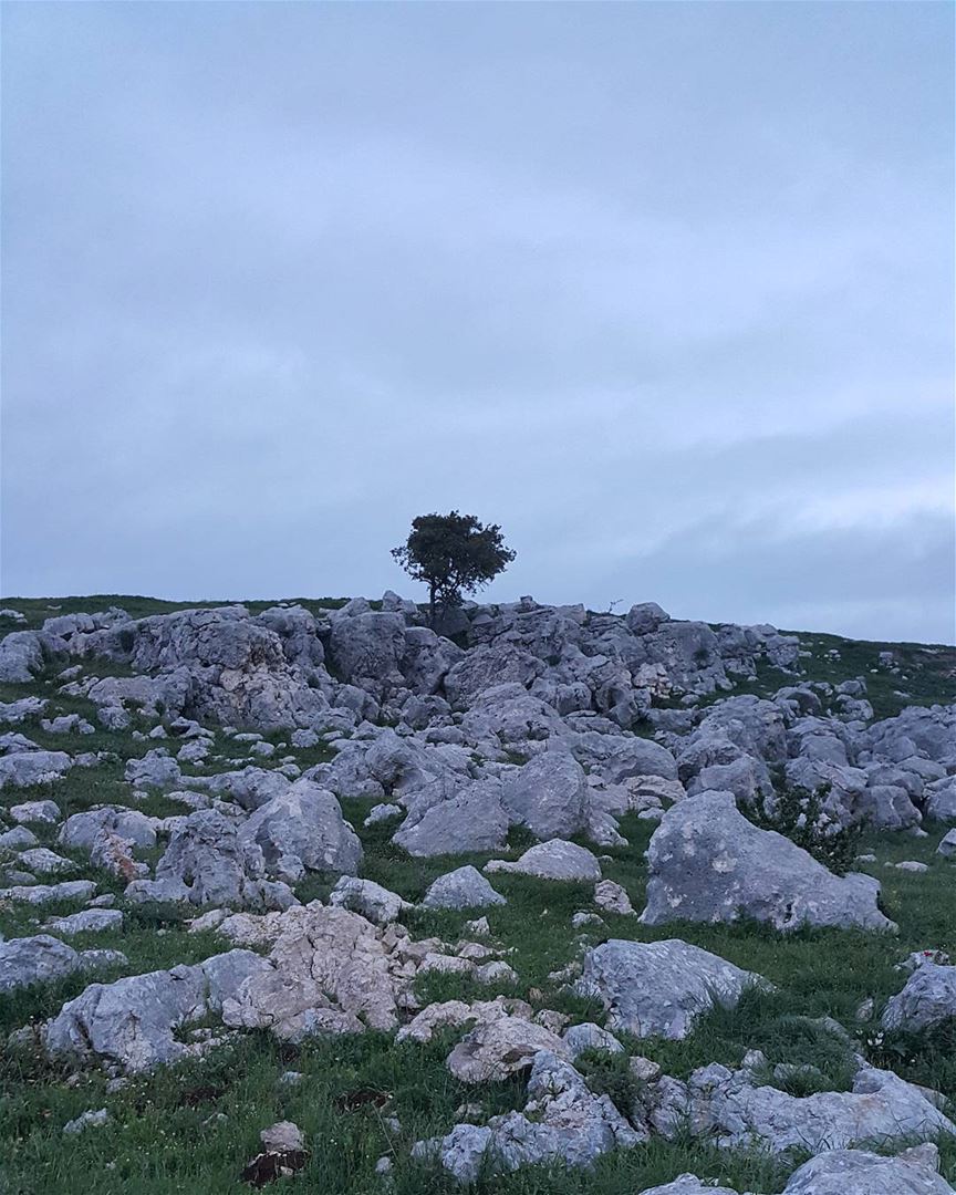  yaroun  yarounday  tree  nature  southlebanon🇱🇧  lebanon ...