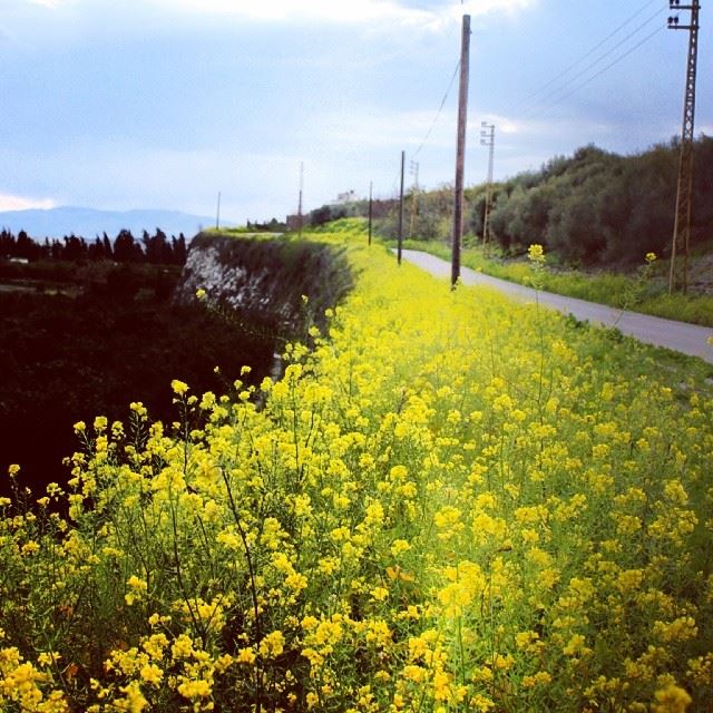  yellow  flowers  spring  road  sky  nature  southlebanon  lebanon...