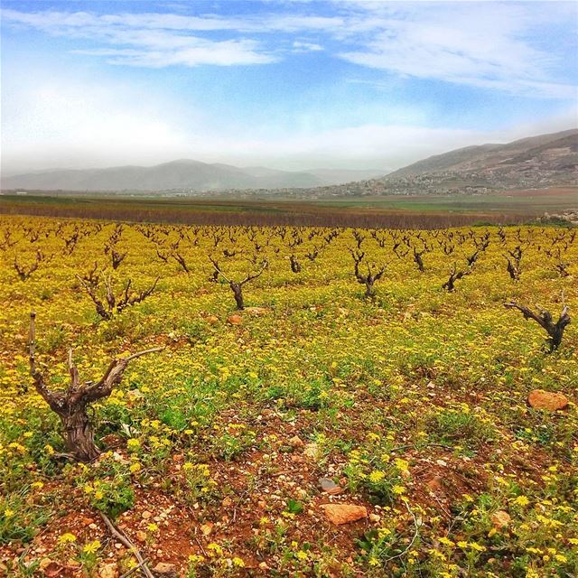 Yellowish field at Beqaa 😍 lebanon  nature  naturelovers  natureporn ... (West Bekaa)