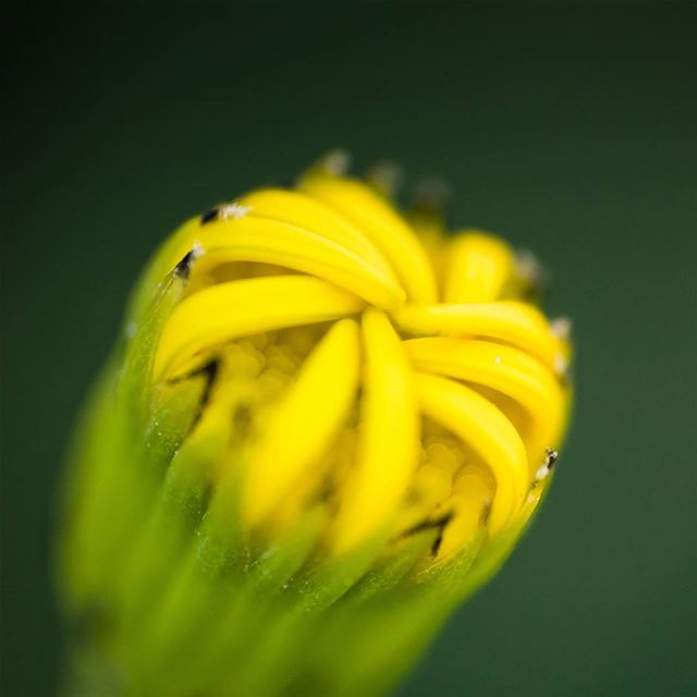 Yet to bloom  macro  vsco ... (Fourzol, Béqaa, Lebanon)