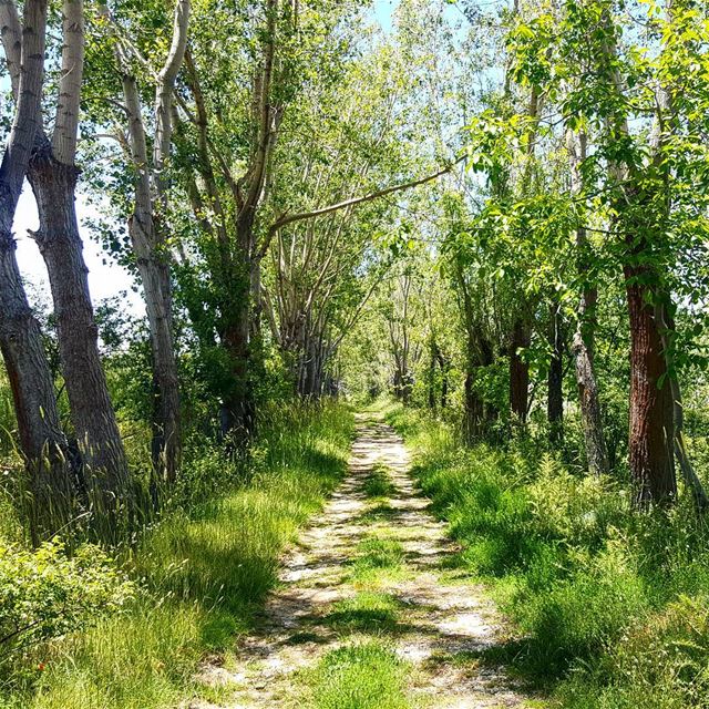 You can't but find your way on Lebanon's trails hiking  explorelebanon ... (Laklouk - Lebanon)