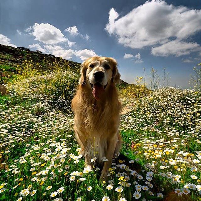 You can't see me , im a flower ! 🌻🌻😝 - Boogy enjoying the sun 🐶🌞 ...