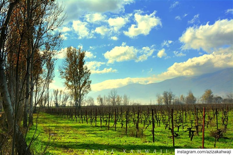 You cannot swim for new horizons until you have courage to lose sight of... (Taanayel- Bekaa)