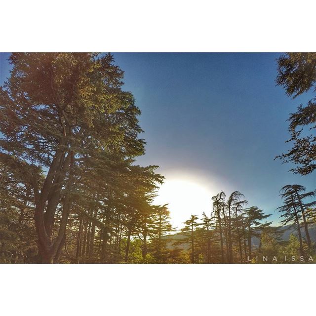 Your thoughts reflect your inner... (Tannourine Cedars Nature Reserve)