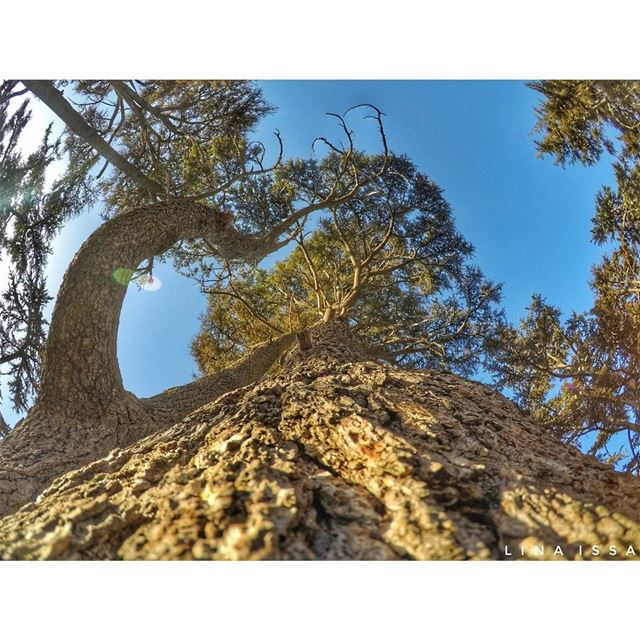 Your wings already exists, all you have to do is... (Tannourine Cedars Nature Reserve)