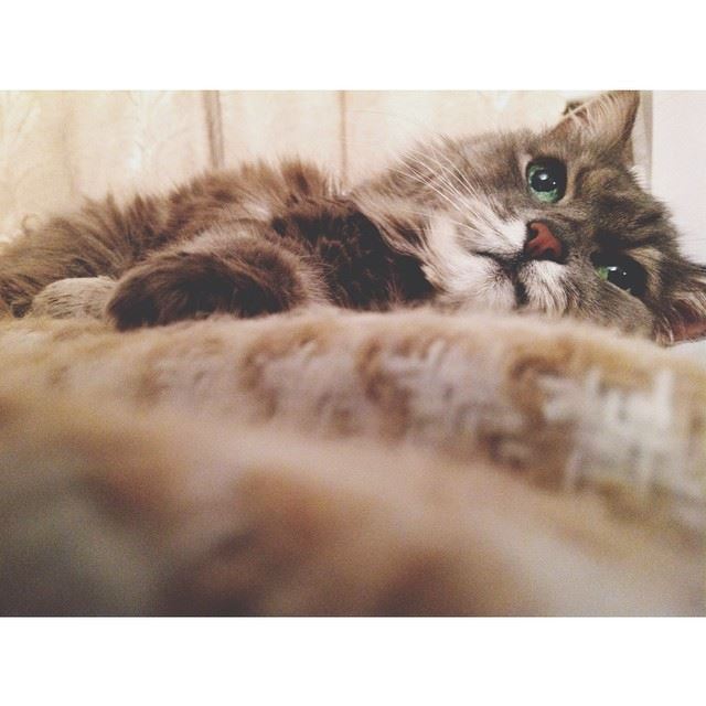 Мое зеленоглазое чудо☺️