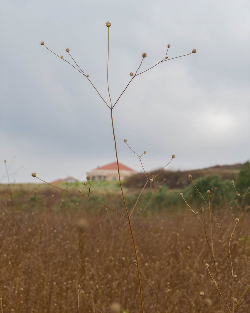 آخر إيام الصيفية ... nature  summer  lebanon  southlebanon  nabatieh ...