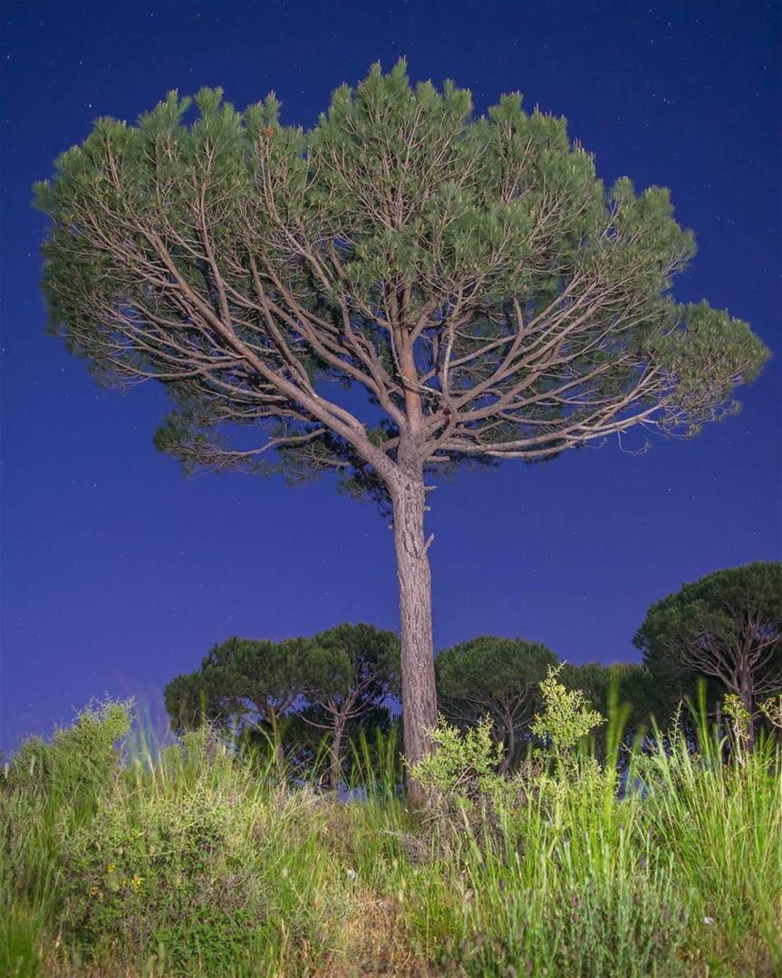 أسعد الله مساءكم بكل خير ☺ pinetree  pine  tree  night  nightphotography ...