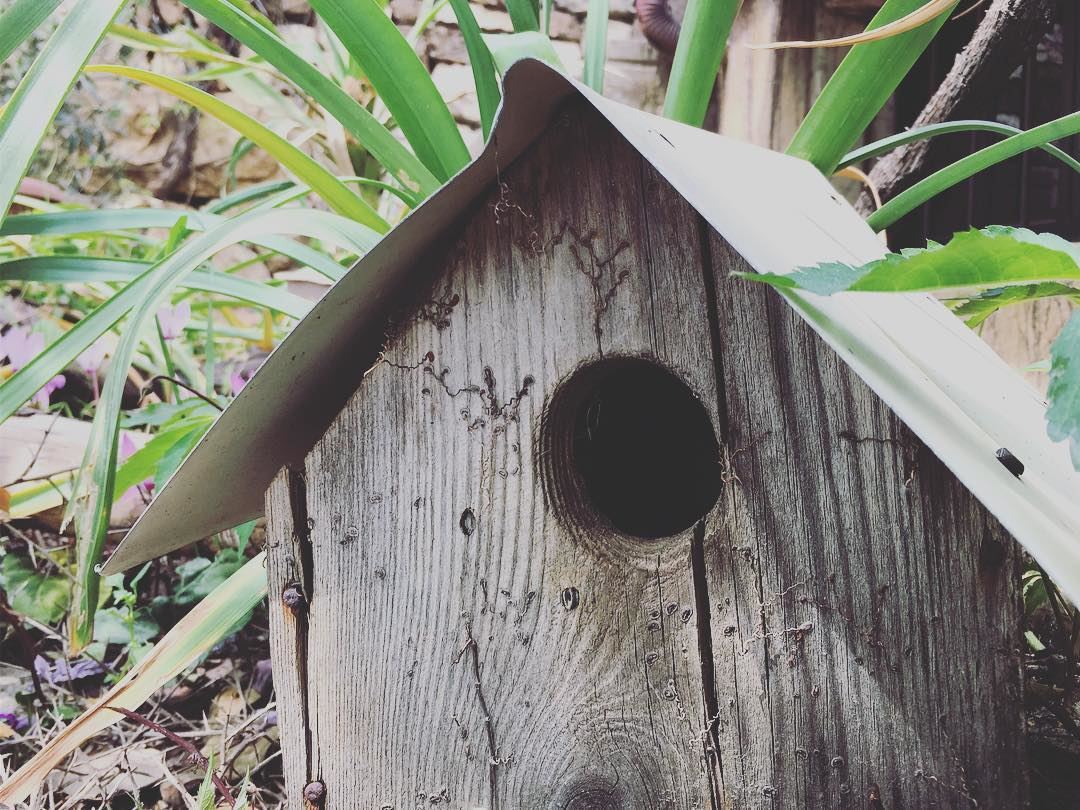 أنا وأنت يا ريت عنّا كوخ. bird  birds  birdsouse  nature ... (Baskinta, Lebanon)