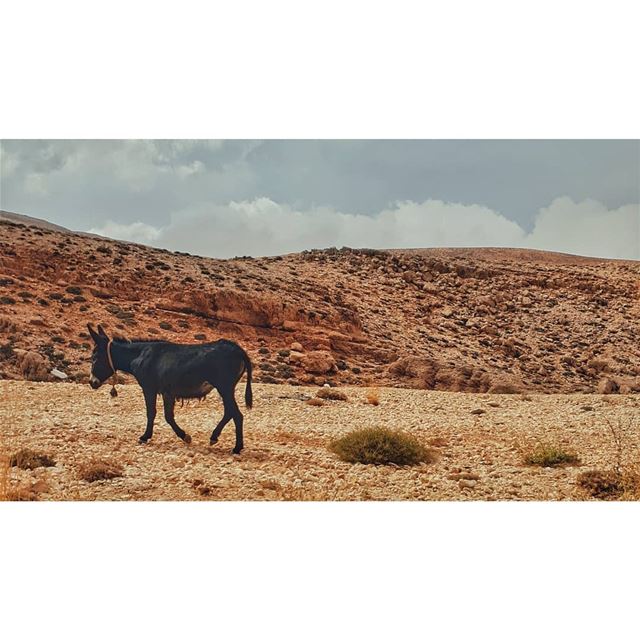 إبنك زكي يا ثريا بس حمار (Lebanon)