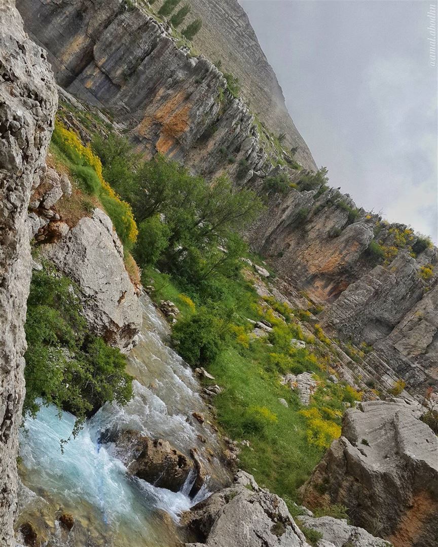 الأسماك الميتة فقط تسبح مع التيار 👌 👌 lebanon  photography ... (Kfardebian,Mount Lebanon,Lebanon)