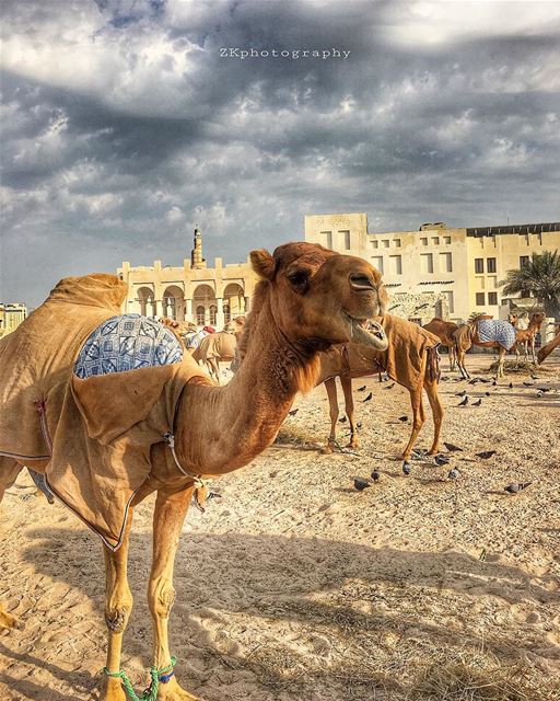 الباب بيفوّت جمل....😁 • amazing_qatar  qatarism  clubhdrpro ... (Souq Waqif, Doha, Qatar)