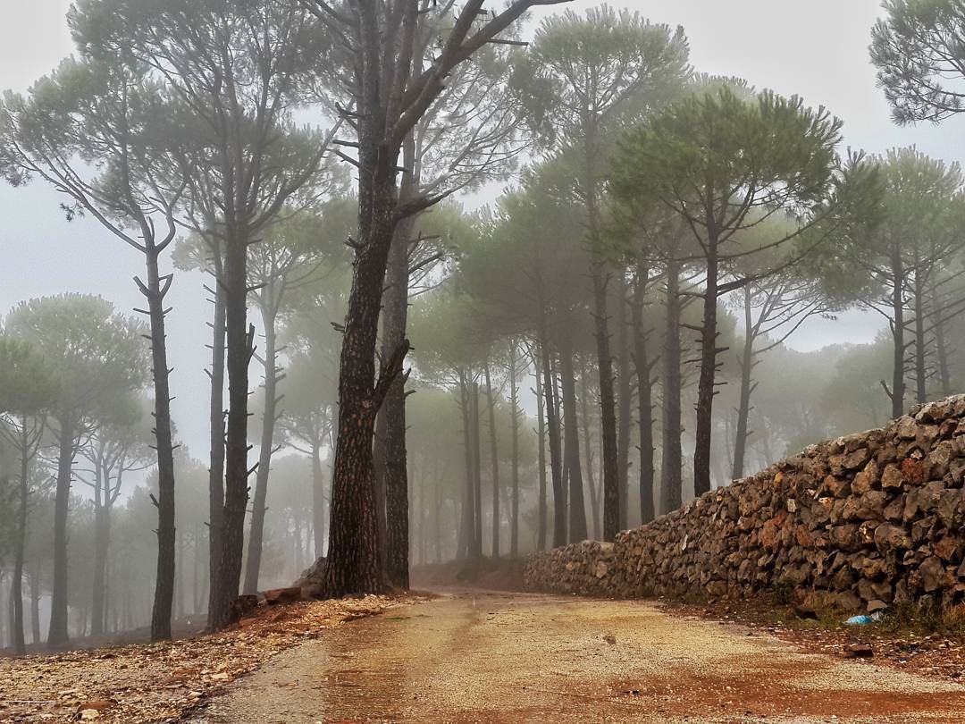 البدايات للجميع ، والثبات للصادقين 👌👌 lebanon  photography ...