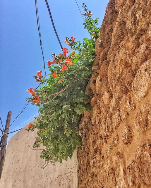 ان لم تكن رجلٌ من مطر لا تعشق فتاة من ورد فبلادنا شتاؤها بارد .. ومنظر الور (Tyre, Lebanon)