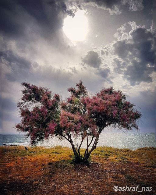 بآخر طريق المسافي شجرة ليلكية...يا عمر ما بينتسىضلك فايق عليي...يبقى لن (Tyre, Lebanon)