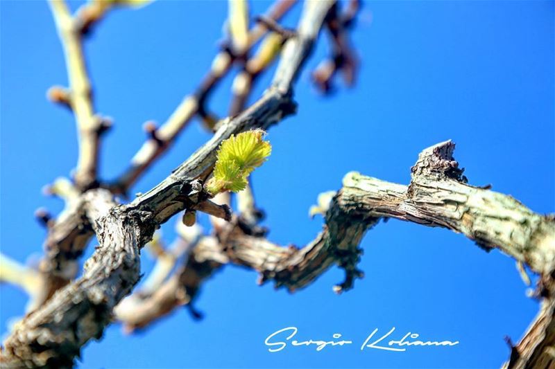 برعم حياتي. sergio_koliana_photography  meetlebanon  mylebanon ...