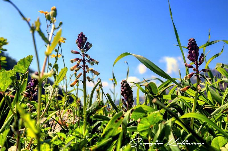 تداعب. sergio_koliana_photography  meetlebanon  mylebanon ...