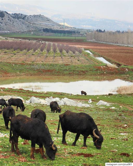 🐃🐃 تيوس داي (West Bekaa)