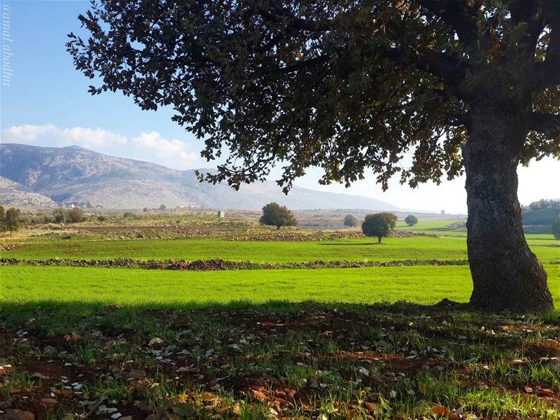 جمال الطبيعة انها تعطي،، ولا تنتظر شيئا 👌📷 🍃 🌳  حاصبيا  الماري ... (Hasbaya District)