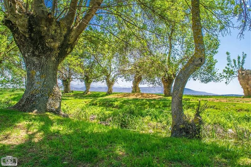 جمعة مباركة من  عميق  البقاع  ammiq  ammiqreserve  reserve  nature ...