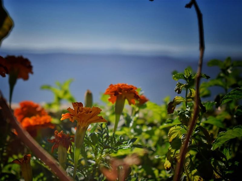 زهرة واحدة قد تكون حديقة،، وصديق واحد يكون العالم 👌  lebanon  photography...