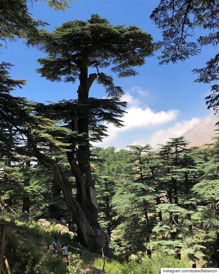 صباح الخير من الأرز 😃 Natural painting 🖼 Credits to @ranya__aly ・・・... (Cedars of God)