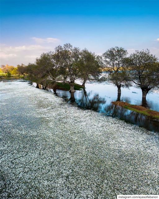 صباح الخير من عميق البقاعA natural paint 😍Credits to @tony.toni.tonee .... (`Ammiq, Béqaa, Lebanon)