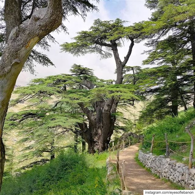 صباح الخير من غابة الأرزCredits to @ajjoun1 ・・・Our paradise 🏞........ (Cedars of God)