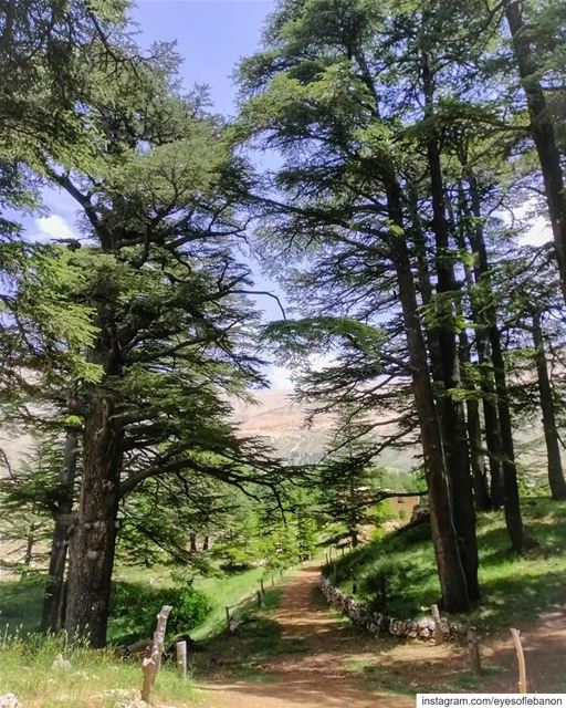 صباح الخير من غابة الأرزCredits to @ajjoun1 ・・・Our paradise 🏞........ (Cedars of God)