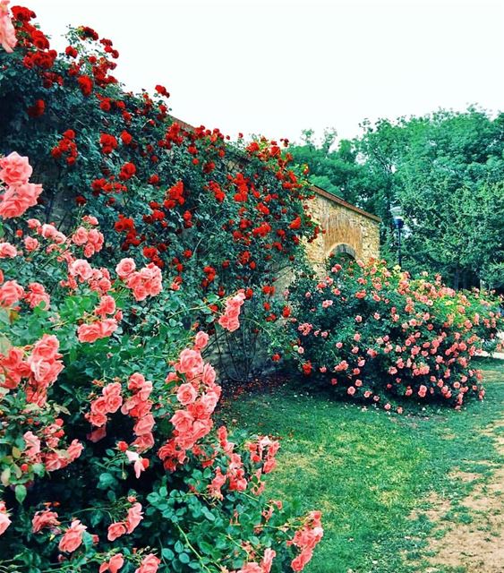 صباح الورد من  عربصاليم 🌷🌼🌸 morning  flower  green  nature ... (Arabsalim, Lebanon)