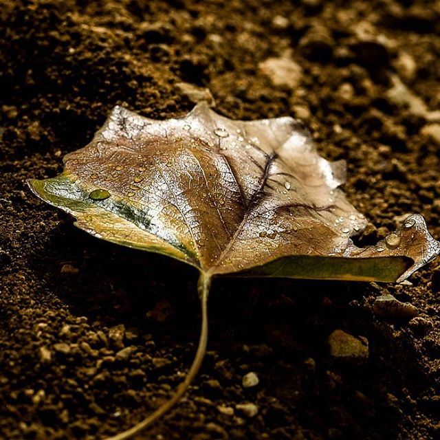 ..صباح شتاء.....والريح يعزف على صمت الشوارع حنينك🍂‏  whatsupplebanon ... (Taanayel Lake)