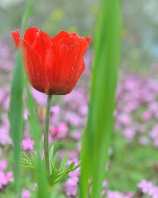 صباحكم ورد 🌷 spring  flowers  nature  garden ...