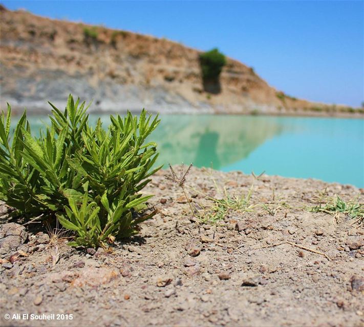  طيون  tb  falougha  plant ... (Falougha-Khalouat)