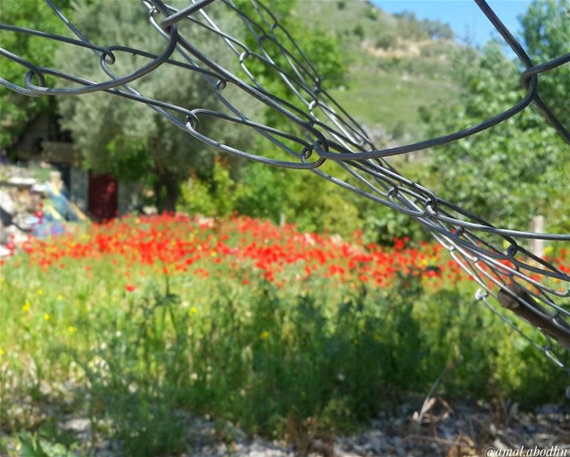 عندما تتخطى مرحلة صعبة في حياتك اكمل الباقي ك ناجٍ وليس كضحية 👌 📷 🍃 🌳 � (Hasbani River- Hasbaya)