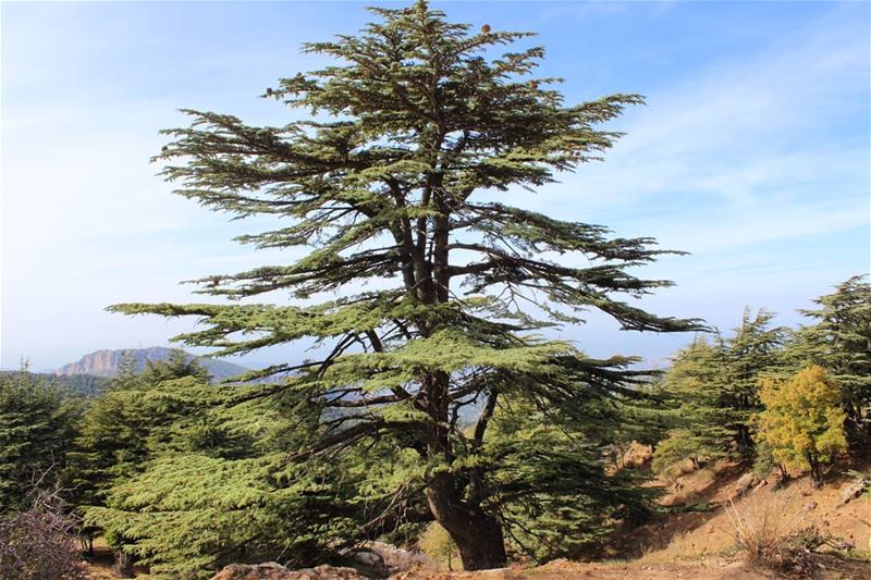  عيدالاستقلال🇱🇧