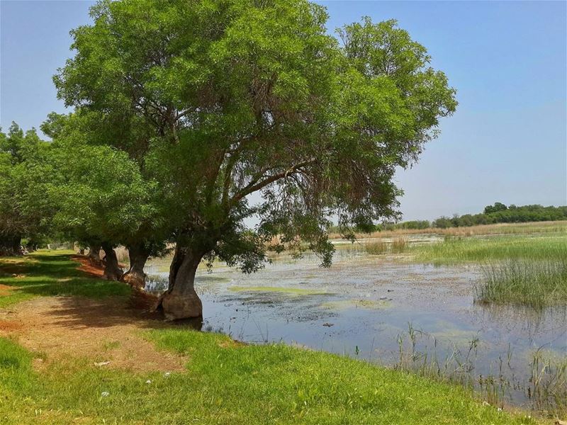 لا تصتاد سمكة أكبر من قاربك،، كي لا تغرق معها 👌👌 lebanon  photography ... (محمية عمّيق)