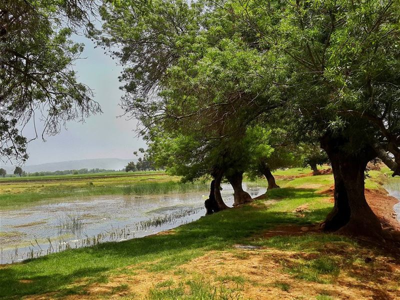 لا قوة كقوة الذكاء،، ولا مجد كمجد الربيع👌 👌 lebanon  photography ...