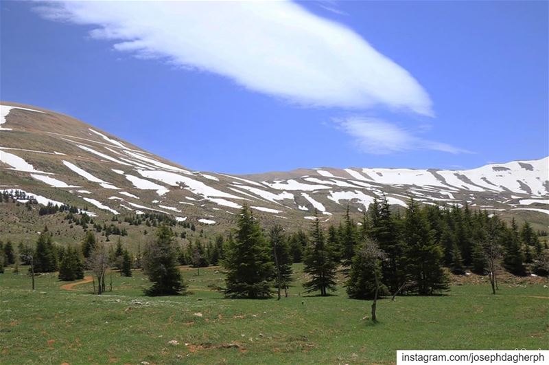 لوحات الله راسمها... (Cedars of God)