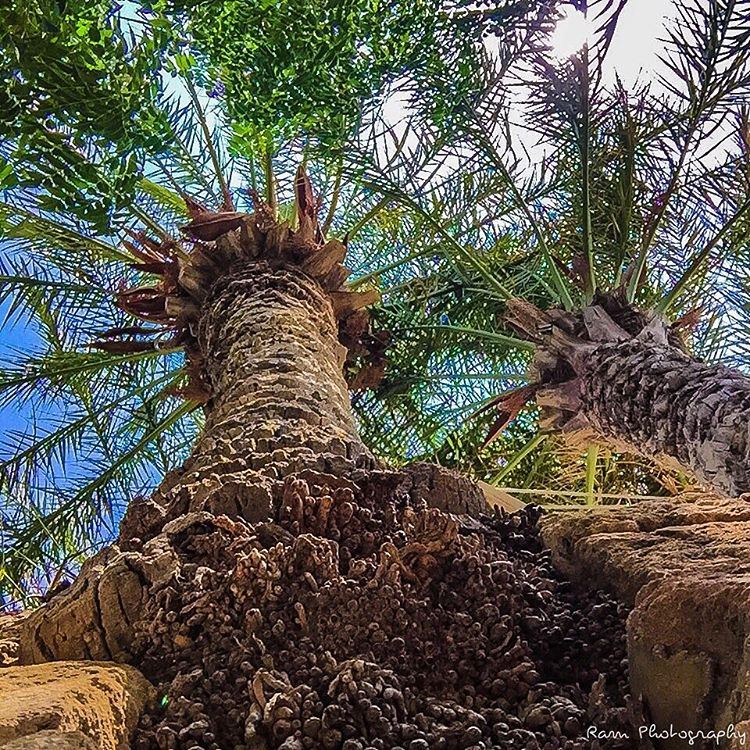 من يا ترى مخبري؟ما جال في الخاطر..وما به تحلم..تلك التي تبسم من حلم عابر م (Byblos, Lebanon)