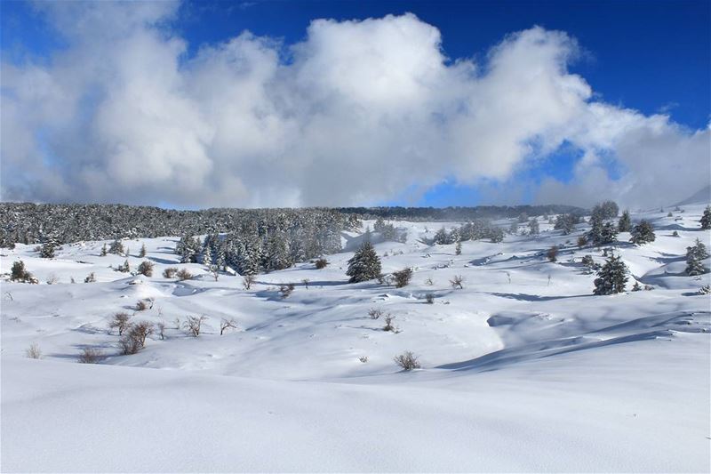 والأرز فوق جبالها حامي شواطيها.... _____________________________ snow ... (Niha, Liban-Nord, Lebanon)