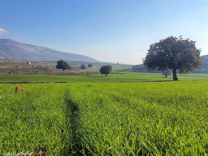 وتظن سنبلة القمح ان المنجل يريد معانقتها... 👌📷 🍃 🌳  حاصبيا  الماري ... (Hasbaya District)