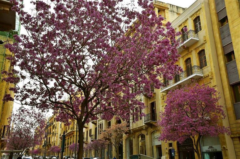 وسط  بيروت (بعدسة "لبنان 24") Beirut  Lebanon  Spring  insta_lebanon ...