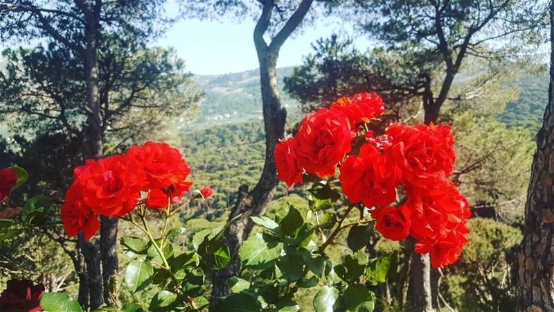 يا مساء الورد يا عصفورتي...  insta_lebanon  instalebanon  nature ...