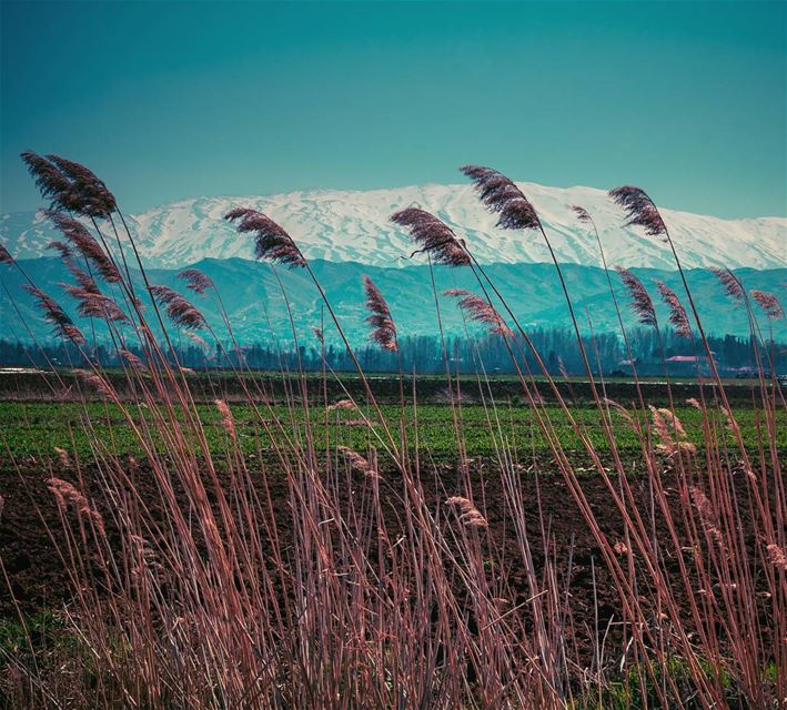 ᴀᴀғʀᴇᴇɴ!!.. (West Bekaa)