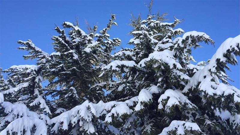 👑🌲❤️ (Cedars of God)
