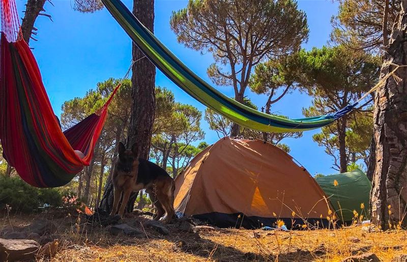 ⛺️🍃🌲🐕  untouchedlebanon  vrlwanderwednesday ... (Baskinta, Lebanon)