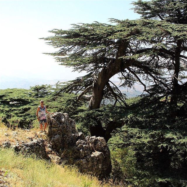 -🔴⚪️🌲⚪️🔴- ... ptk_lebanon  amazinglebanon  lebanon_hdr  lebanon ... (Al Shouf Cedar Nature Reserve)